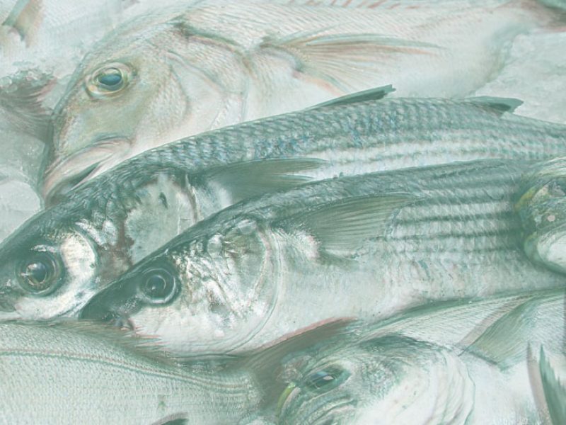 fish